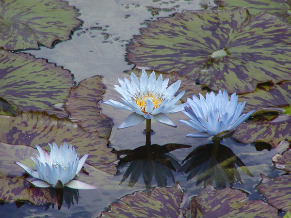 Eastman water lilies