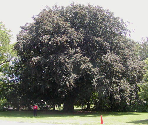 big tree