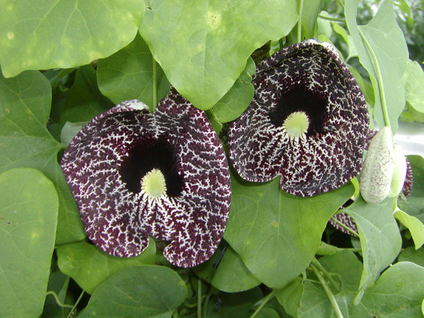 Aristolochia flowers