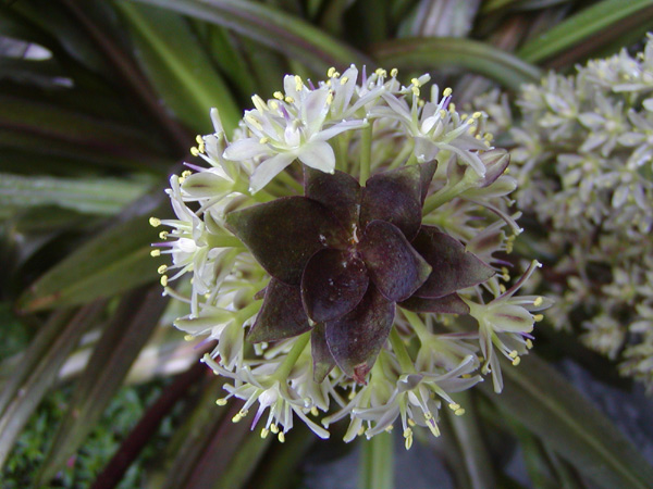 Eucomis