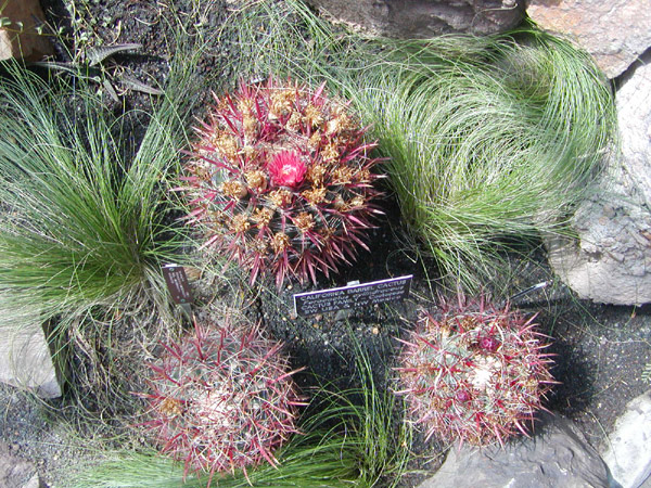 Ferocactus