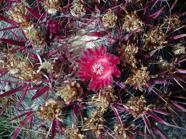 Ferocactus