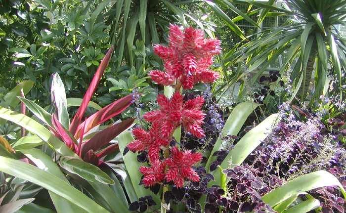 Hohenbergia flowers