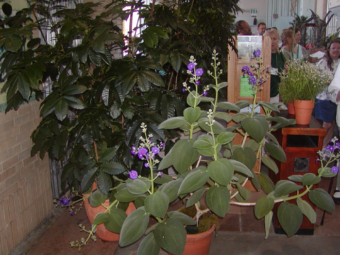 Tibouchina (probably)