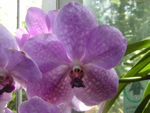 Orchid