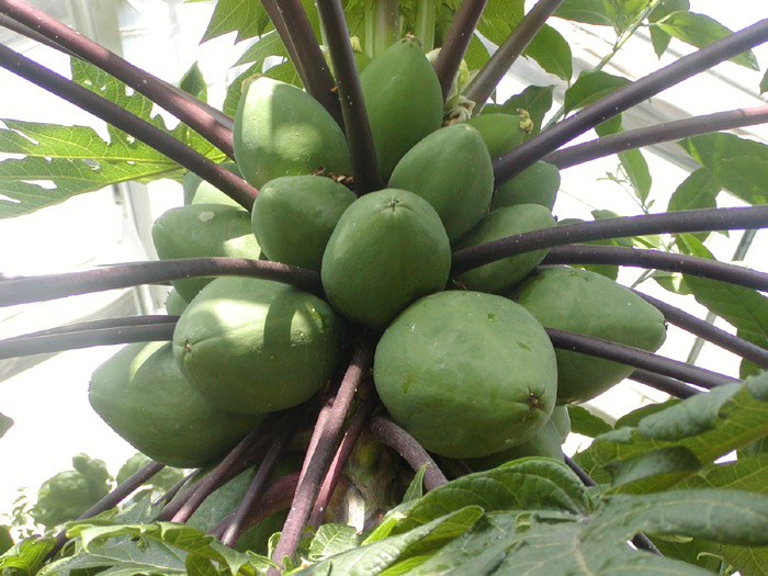 Papaya