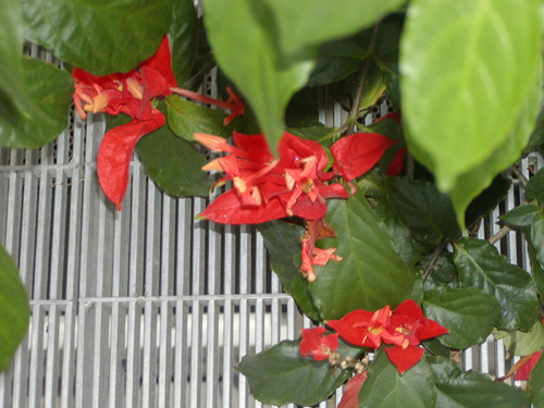 Ruellia chartacea