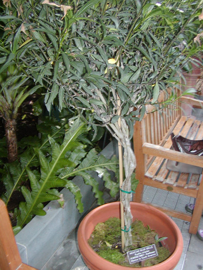 Ruellia simplex plant