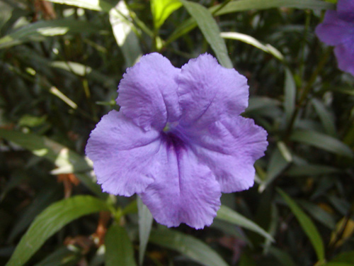 Ruellia simplex