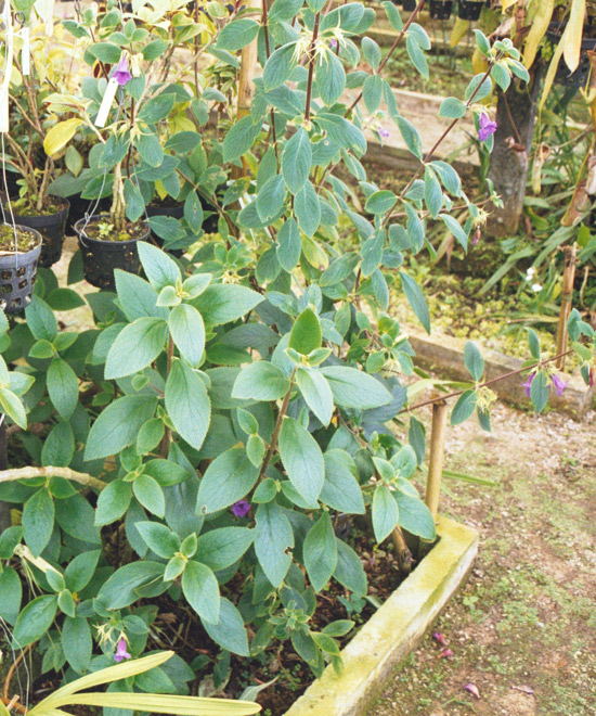gracilis: plant