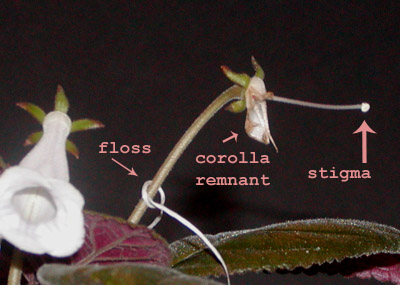 Hybridizing in progress