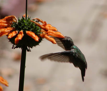 Anna's hummingbird at Leonotis