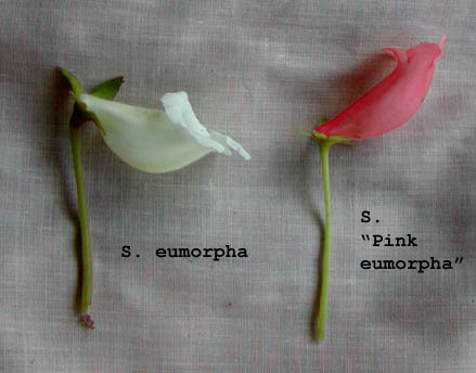Pink eumorpha vs eumorpha