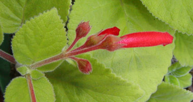 Sinningia reitzii x cardinalis: peduncle