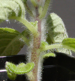 allagophylla: stem