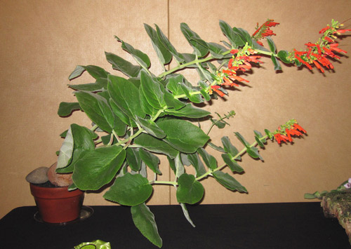 bulbosa: show plant
