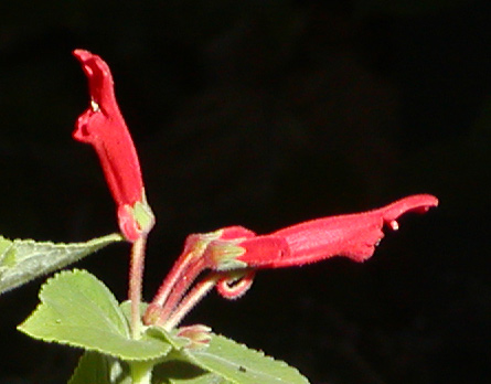 cardinalis: flowers