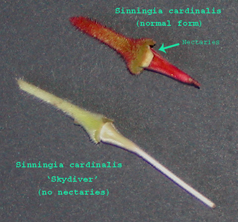 cardinalis: nectaries