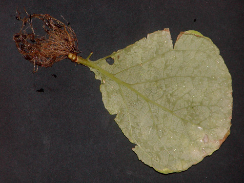 defoliata leaf cutting