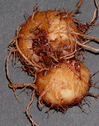 Sinningia sp Esmeril tuber