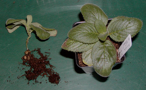 esmeril: seedlings