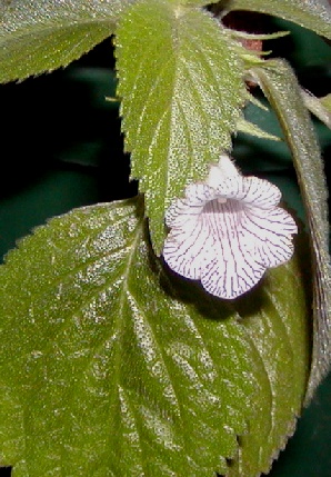 Sinningia gerdtiana