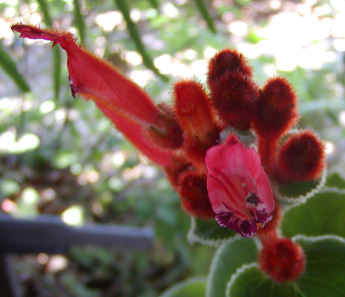 globulosa: flowers