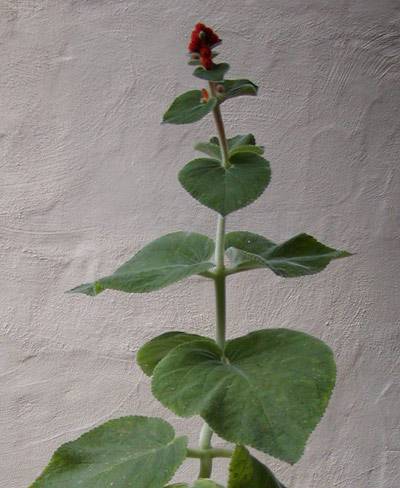 globulosa: plant