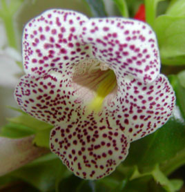 Sinningia guttata flower