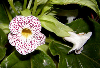Two Sinningia guttata flowers