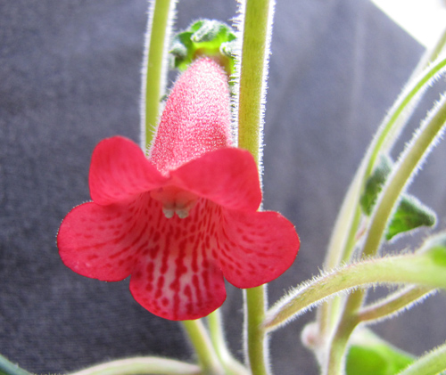 S. harleyi flower