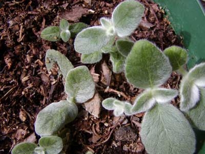 leucotricha: seedlings