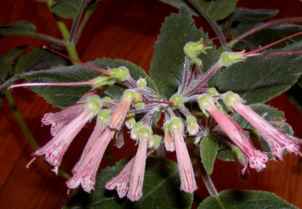 Sinningia nivalis plant