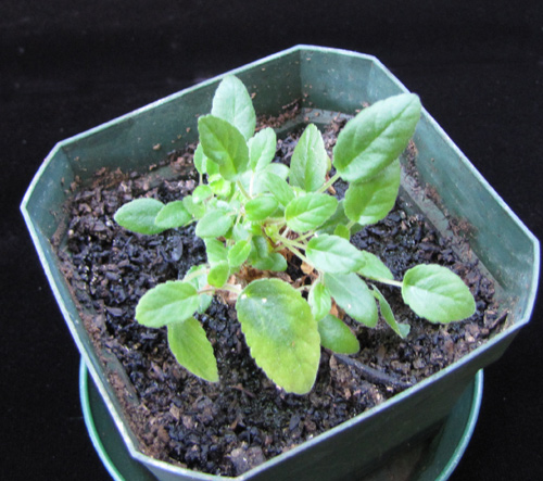 tuberosa: plant