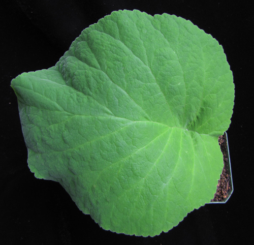 tuberosa: leaf