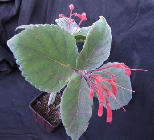 leucotricha x ramboi: plant