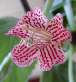 Vanhouttea brueggeri: flower