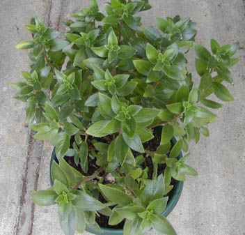 Vanhouttea calcarata