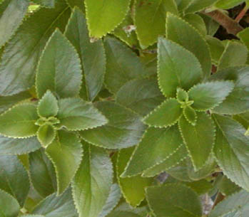 Vanhouttea calcarata