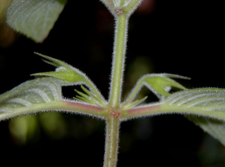 Vanhouttea pendula flower
