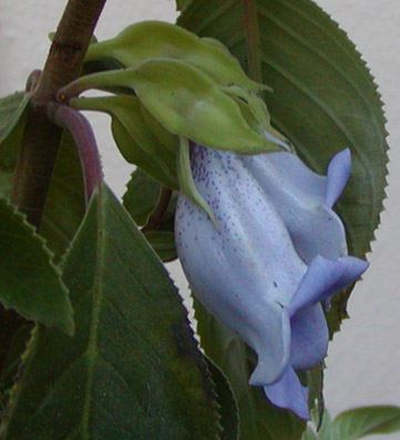 Paliavana tenuiflora flowers