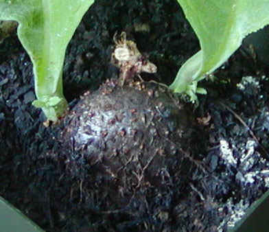 Defoliata tuber