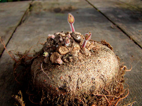 douglasii tuber