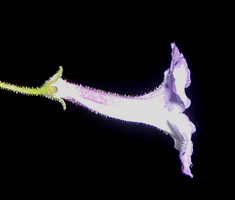 S. concinna flower